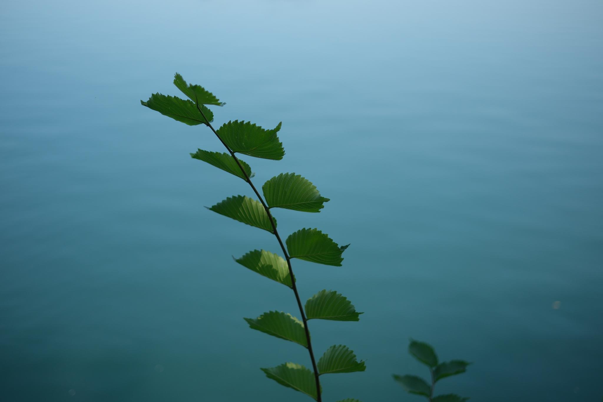 A green plant with small leaves against a calm, blue water background