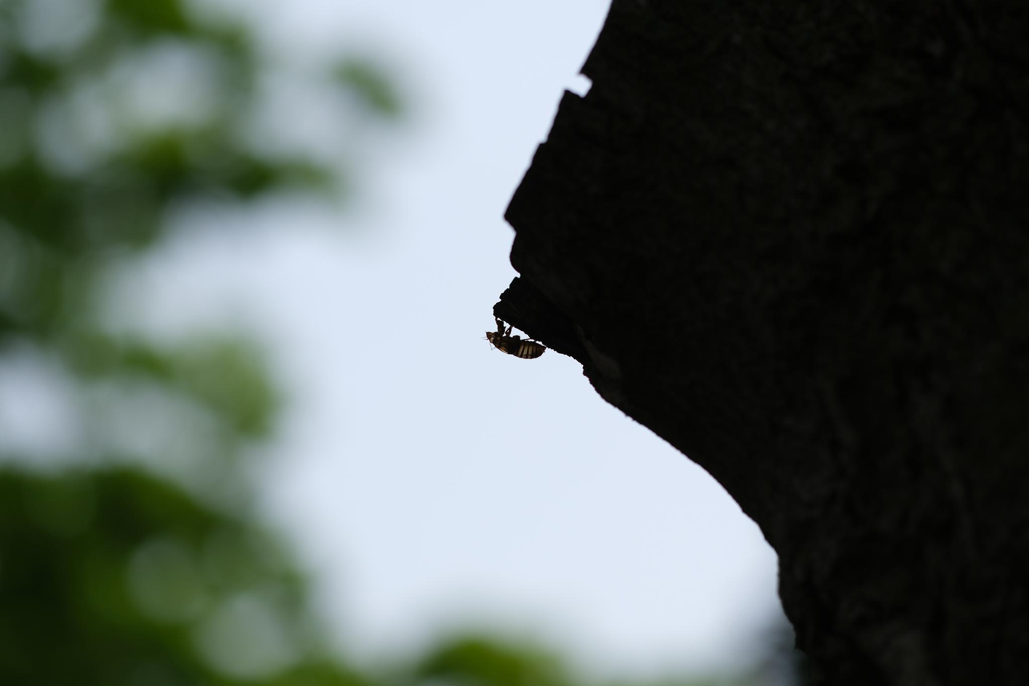 A silhouette of a tree trunk with a single water droplet hanging from its edge against a blurred green background