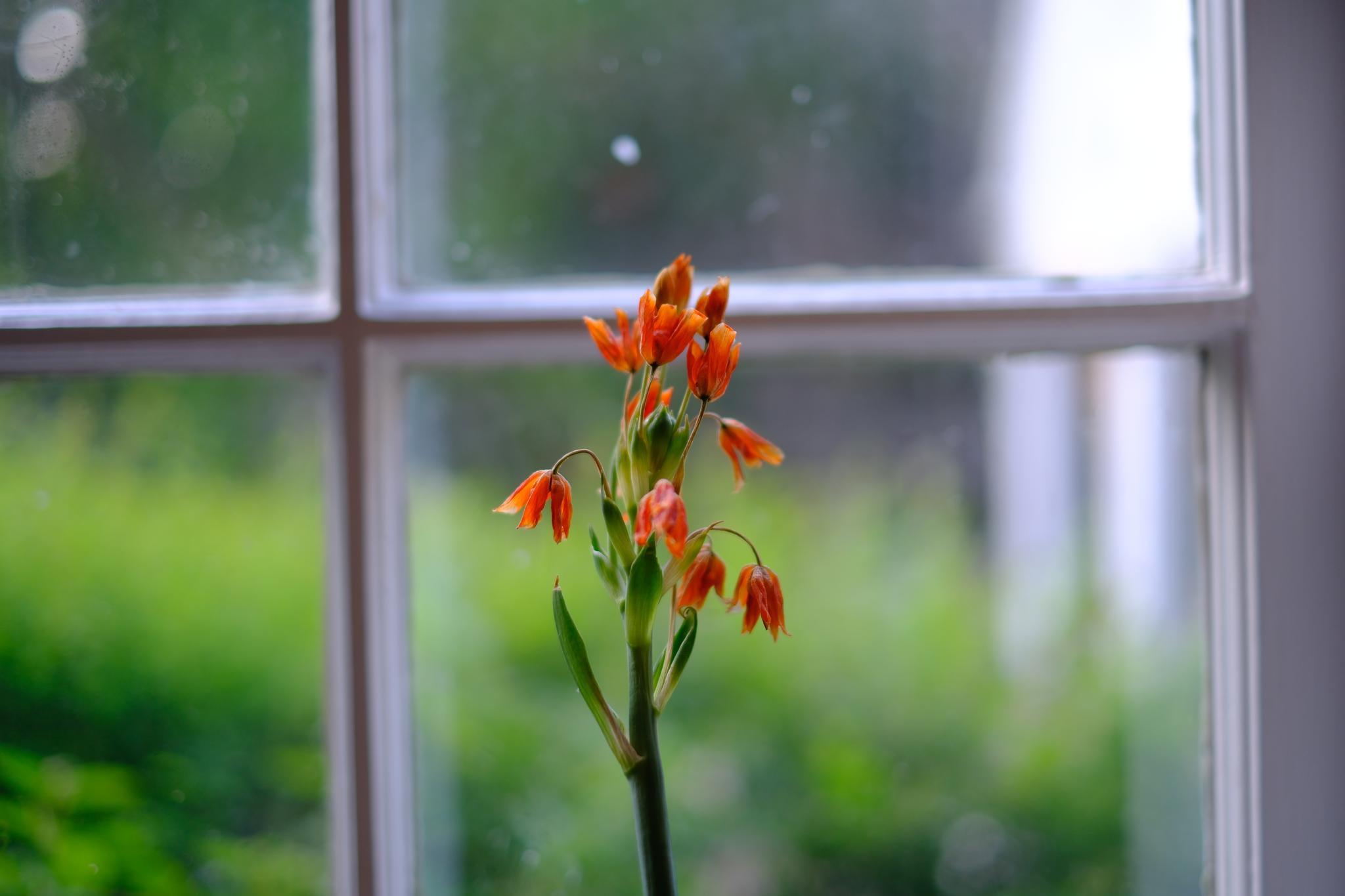 A vibrant orange flower stands in front of a window with a view of greenery outside