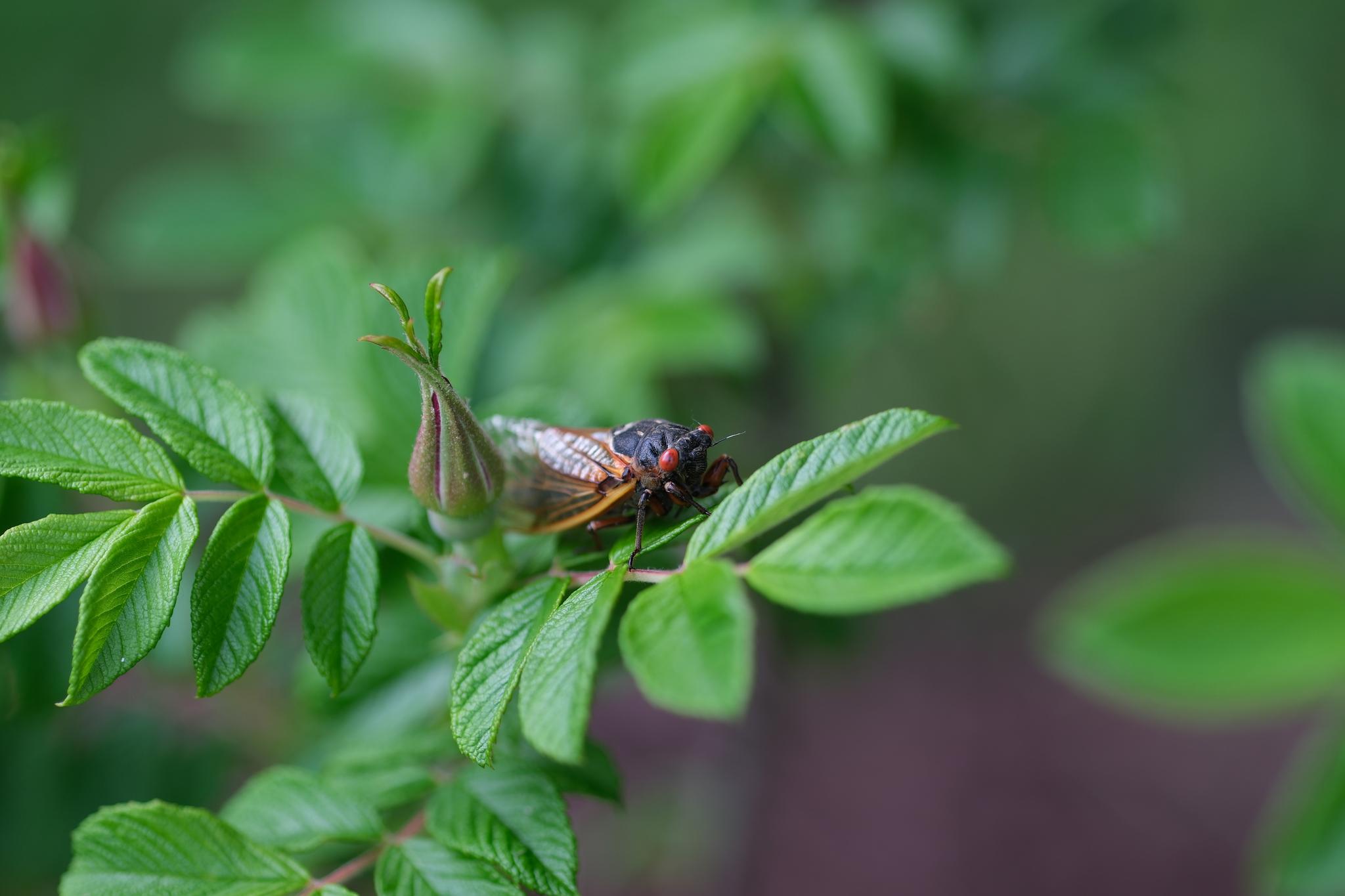 An insect rests on the leaves of a green plant, with a soft-focus background