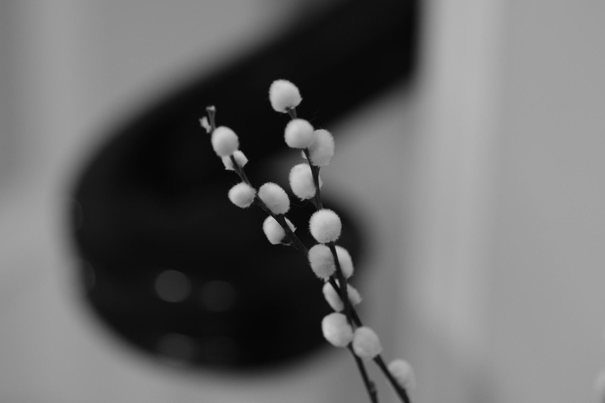 A black and white photo capturing a close-up of a plant with small round berries, with a blurred background