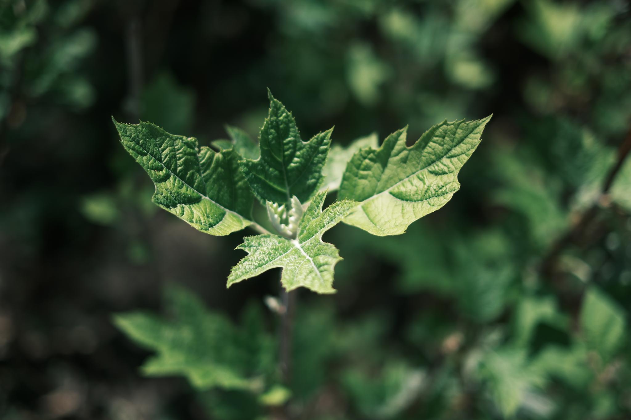 A variegated green leaf against a blurred natural background