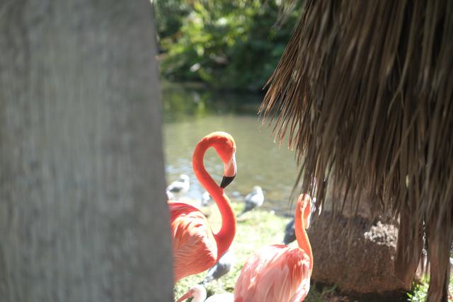 Two flamingos standing near a body of water, partially obscured by a tree trunk and a thatched structure