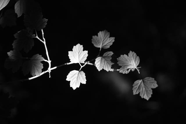 A black and white photograph of a branch with several leaves, illuminated against a dark background