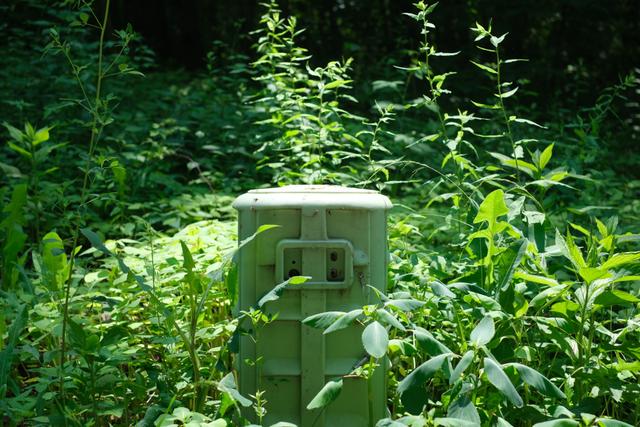 A utility box surrounded by dense, overgrown vegetation