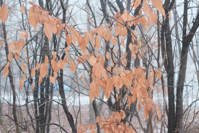 Orange leaves clinging to branches with a blurred background of bare trees and mist, conveying a sense of late autumn