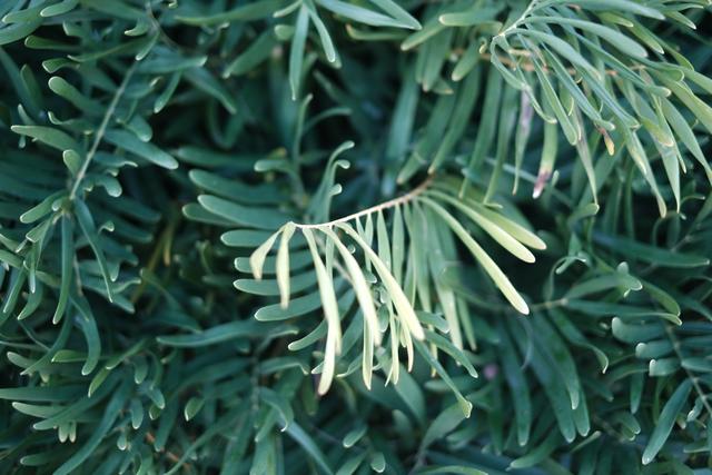 Green pine needles with a mix of light and dark shades, creating a dense, textured foliage