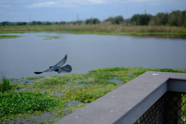 A bird in flight over a body of water with green vegetation, next to a wooden railing