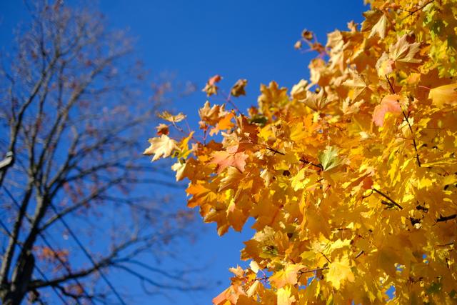 Bright yellow autumn leaves on a tree against a clear blue sky, with a bare tree in the background