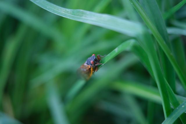 A close-up of a small insect perched on a blade of grass, with a blurred green background