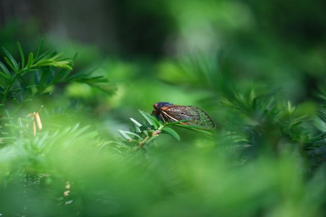 A cicada perched on a green plant with a soft-focus background