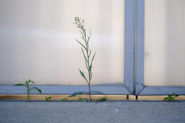 A small plant growing through a crack in the pavement next to a metal and translucent panel structure