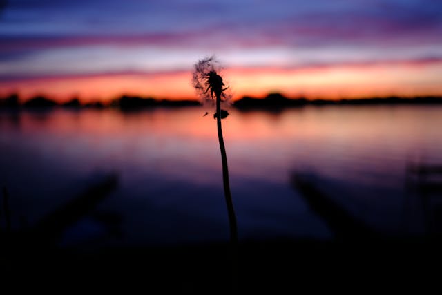 A silhouetted plant against a vibrant sunset over a calm body of water, with hues of purple, pink, and orange in the sky