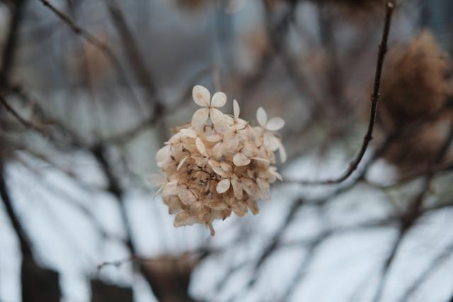 A cluster of dried, pale flowers hanging from a branch with a blurred background
