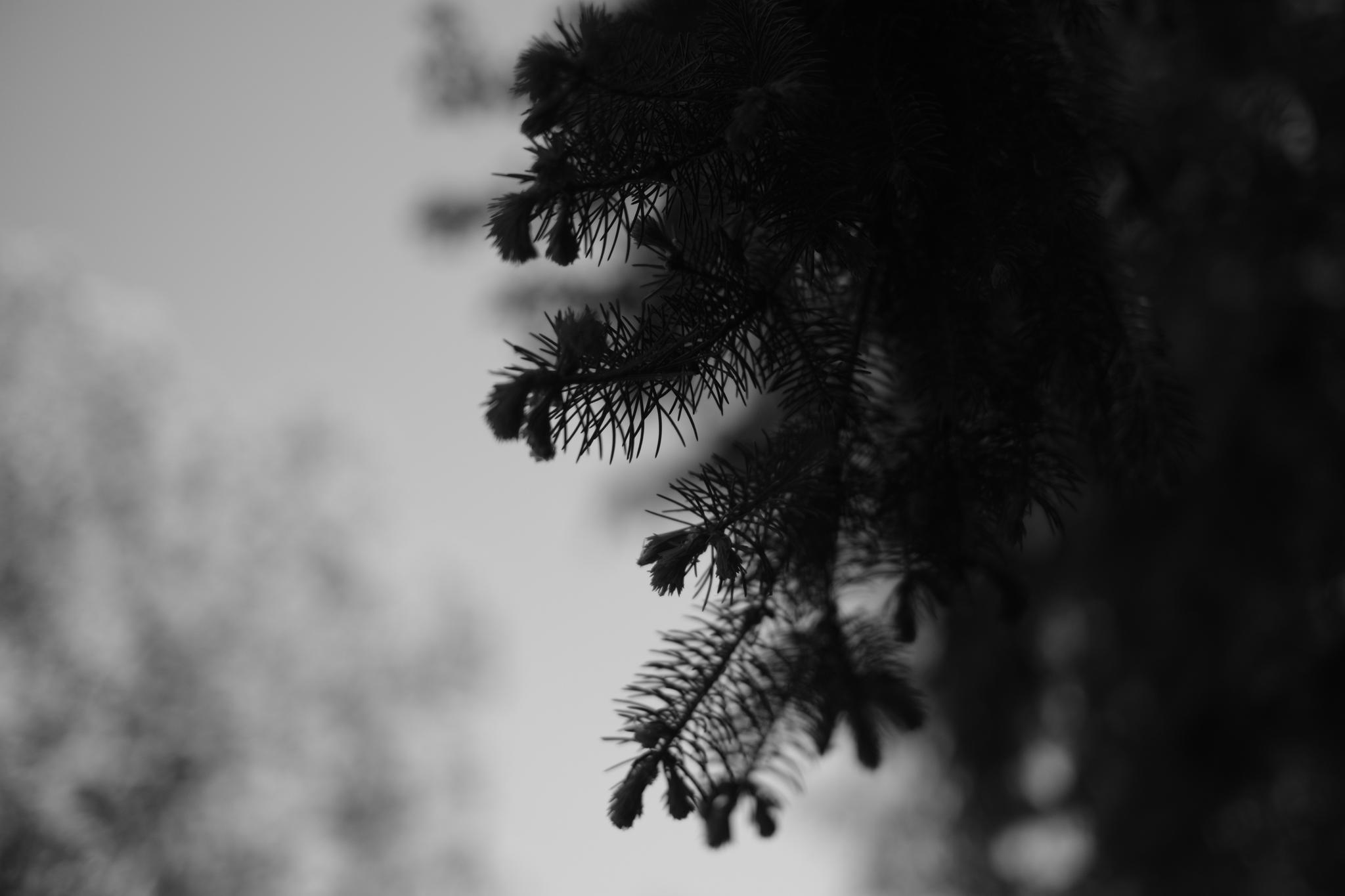 A close-up of pine tree branches in black and white, with a blurred background