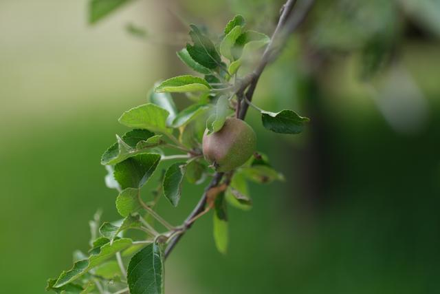 A small, unripe apple growing on a tree branch surrounded by green leaves, with a blurred green background