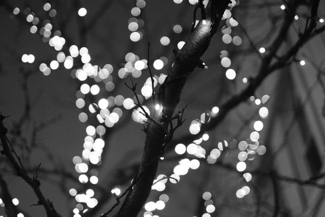 A black and white photograph of tree branches adorned with out-of-focus lights, creating a bokeh effect