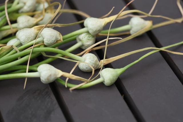 Several garlic scapes with bulbous ends lying on a dark wooden surface
