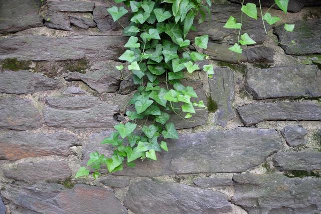 A stone wall with green ivy growing on it