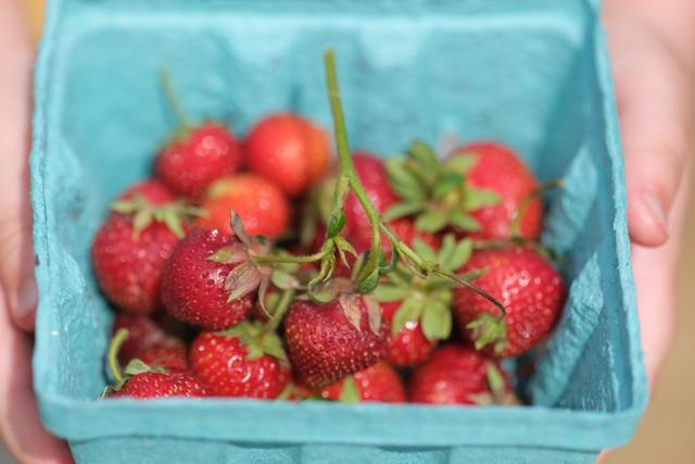 A blue carton filled with fresh strawberries, held by two hands
