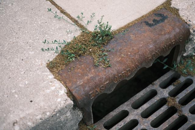 A rusty storm drain grate with small plants growing around it, set in a concrete sidewalk