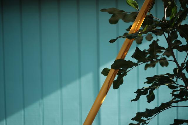 A blue wooden wall with a yellow pole leaning against it and a leafy plant partially visible on the right side