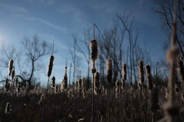A field of cattails with a backdrop of leafless trees under a clear blue sky