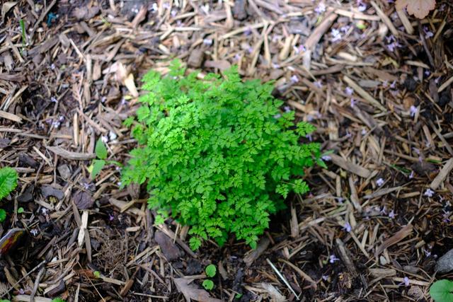 A small, lush green plant sprouting amidst a bed of brown mulch