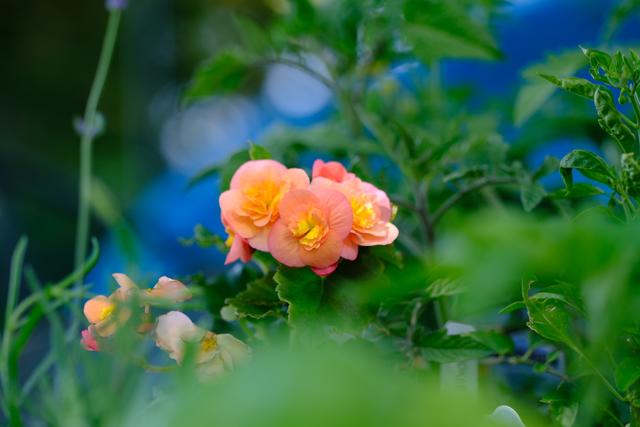 A cluster of pink roses with dewdrops, surrounded by green foliage, against a blurred blue background