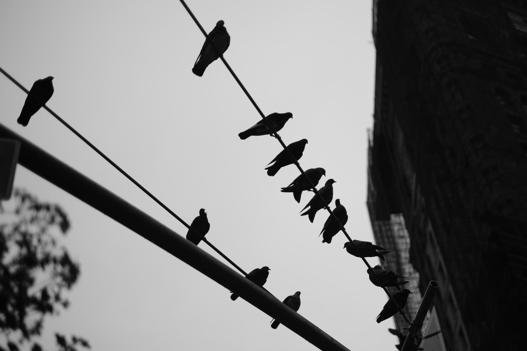Silhouettes of birds perched on power lines against a gray sky, with a building and tree branches in the background