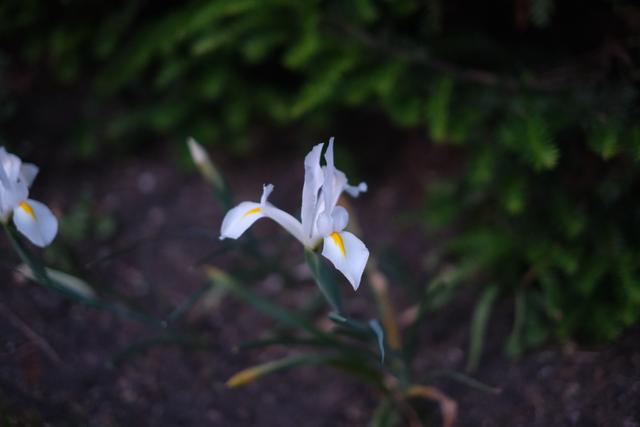 A white iris flower with yellow accents growing in a garden, surrounded by green foliage and soil