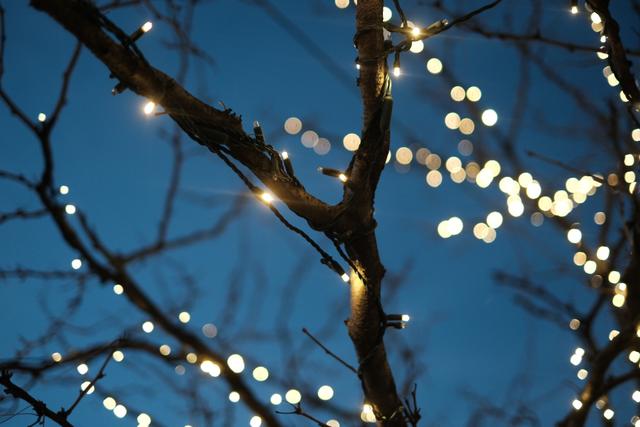 Tree branches adorned with small, glowing string lights against a twilight sky