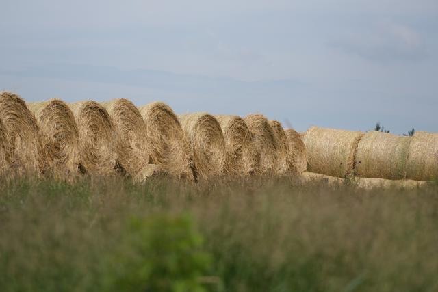Large round hay bales arranged in a row on a grassy field under a cloudy sky