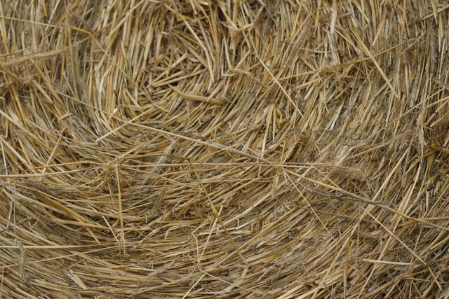 A close-up view of a tightly packed bundle of dry, golden straw arranged in a circular pattern