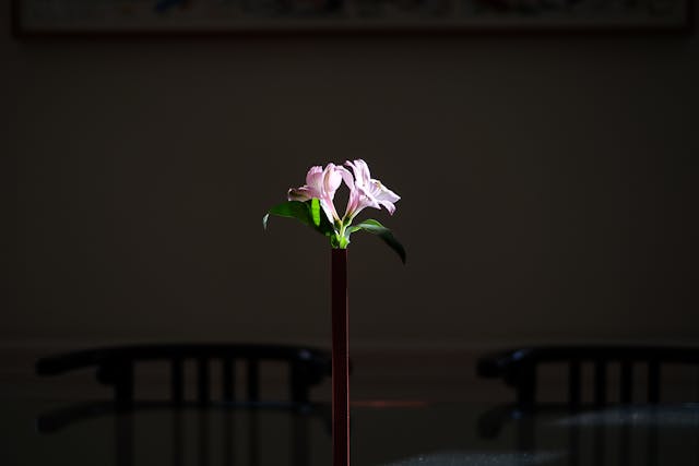 A single pink flower in a vase is illuminated by a spotlight, set against a dark, blurred background with chairs and a table