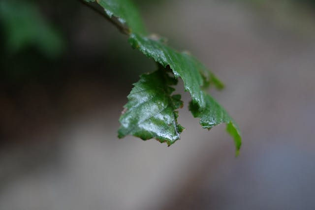 A close-up of a green leaf with a blurred background