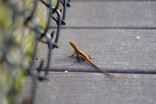 A small brown lizard on a wooden surface near a metal fence