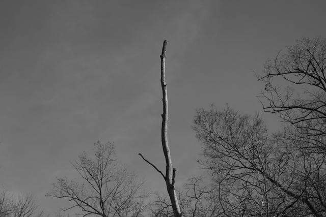 A black and white photograph of a tall, leafless tree branch extending upwards against a cloudy sky, with other bare tree branches surrounding it