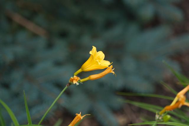A close-up of a yellow flower with a blurred green background