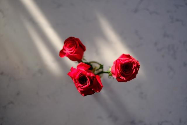 Four red roses casting shadows on a light-colored, marbled surface