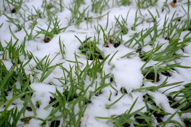 Green shoots of grass peeking through a dusting of snow