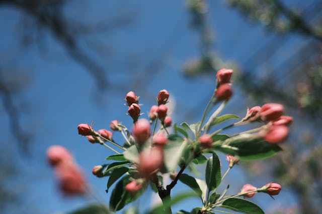 Budding pink flowers on a branch with a clear blue sky in the background