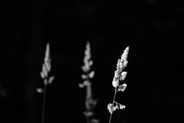 Three tall, slender plants with elongated flower spikes, captured in black and white against a dark background