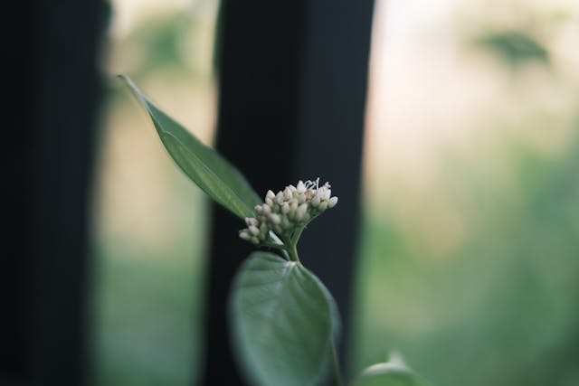 A close-up of a small cluster of white flowers and green leaves against a blurred background with vertical dark lines