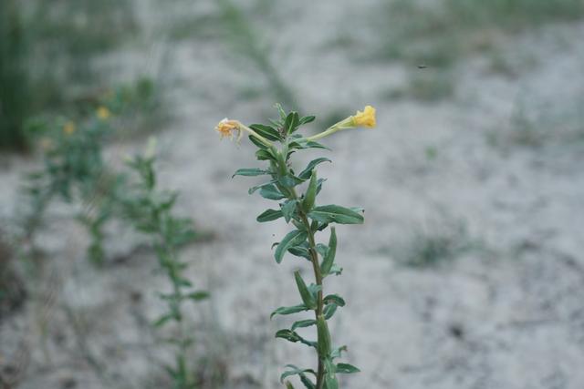A small plant with green leaves and a few yellow flowers growing in a sandy, sparse environment