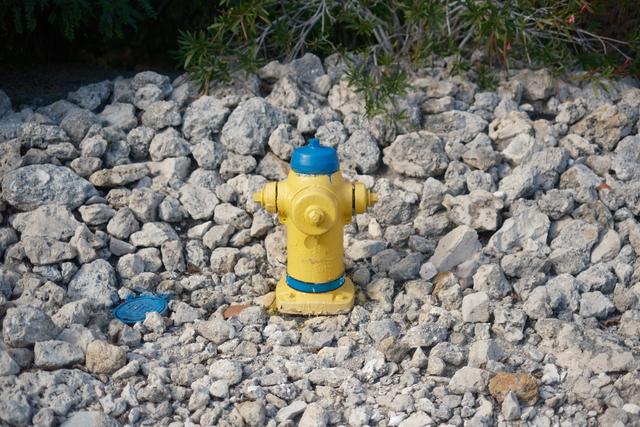 A yellow fire hydrant with blue caps is surrounded by a bed of rocks and some greenery in the background