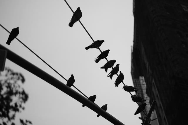Silhouettes of birds perched on power lines against a gray sky, with a building and tree branches in the background