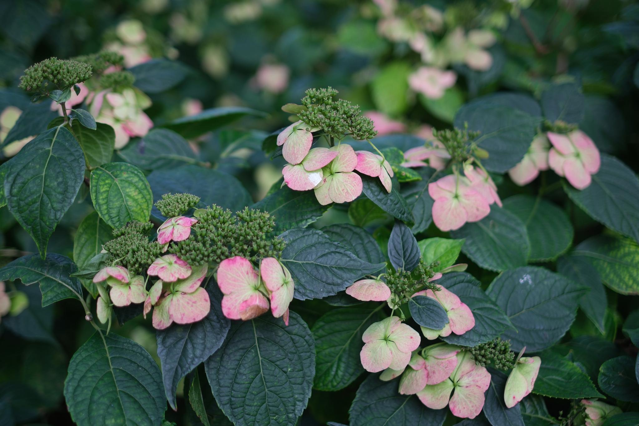 A cluster of green leaves and pink flowers in a garden setting
