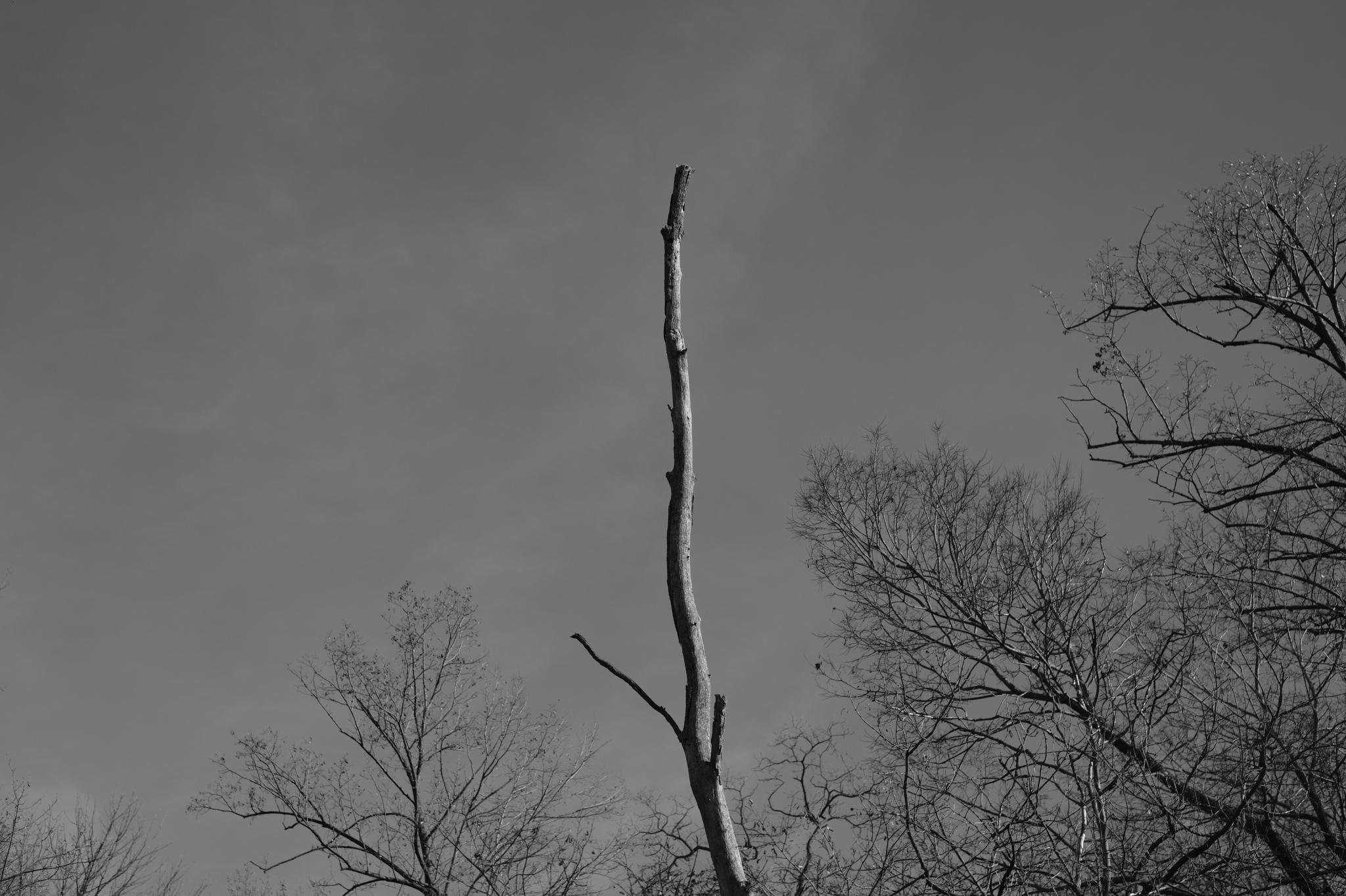 A black and white photograph of a tall, leafless tree branch extending upwards against a cloudy sky, with other bare tree branches surrounding it