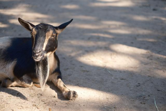 A black and white goat with a long beard lying on a sandy ground, with dappled sunlight creating shadows around it